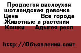 Продается вислоухая шотландская девочка › Цена ­ 8 500 - Все города Животные и растения » Кошки   . Адыгея респ.